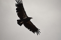 561_USA_Grand_Canyon_National_Park