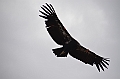 562_USA_Grand_Canyon_National_Park