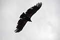 563_USA_Grand_Canyon_National_Park