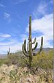 071_Arizona_Tucson_Saguaro_NP18