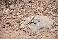 090_Arizona_Tucson_Saguaro_NP12