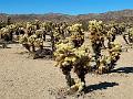 004_USA_Kalifornien­_Joshua_Tree_Nationalpark 