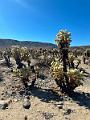 005_USA_Kalifornien­_Joshua_Tree_Nationalpark 