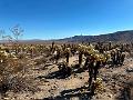 007_USA_Kalifornien­_Joshua_Tree_Nationalpark 