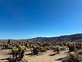 008_USA_Kalifornien­_Joshua_Tree_Nationalpark 