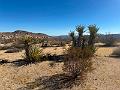 014_USA_Kalifornien­_Joshua_Tree_Nationalpark 