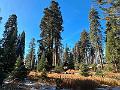 190_USA_Kalifornien_Sequoia_NP