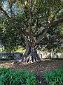 217_USA_Kalifornien_Santa_Barbara_Old_Mission