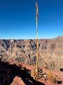 369_USA_Arizona_Grand_Canyon_NP_West