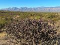 404_USA_Arizona_Saguaro_NP