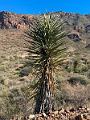 453_USA_Texas_Franklin_Mountains_State_Park