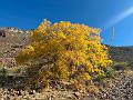 454_USA_Texas_Franklin_Mountains_State_Park