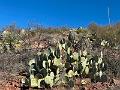 461_USA_Texas_Franklin_Mountains_State_Park