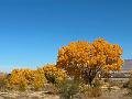 466_USA_Texas_El_Paso